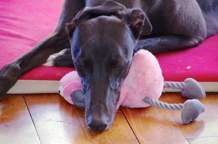 See my status for the prelude to this photo, but you can see that Floyd has sustained his first structural damage as  a direct result of her Squeak Discovery.